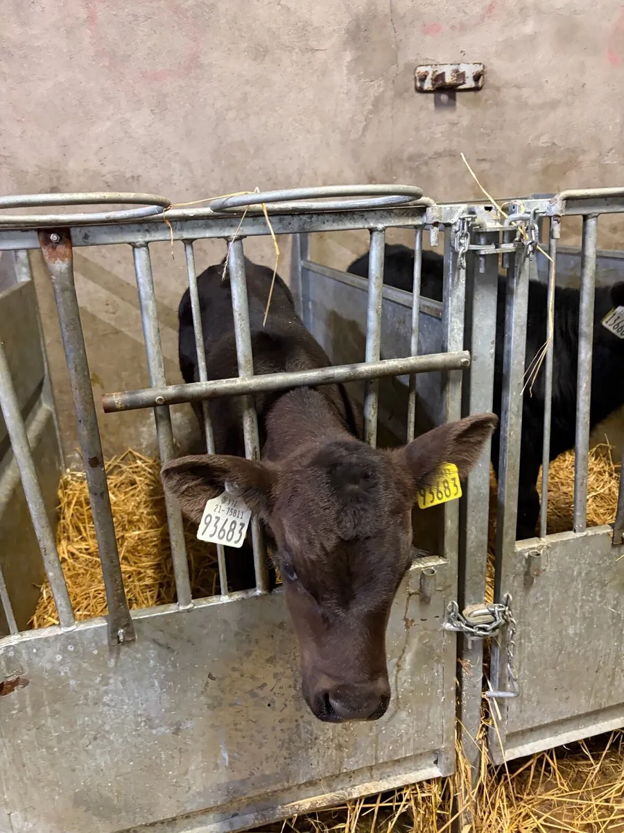 Aberdeen Angus Calves - Image 1