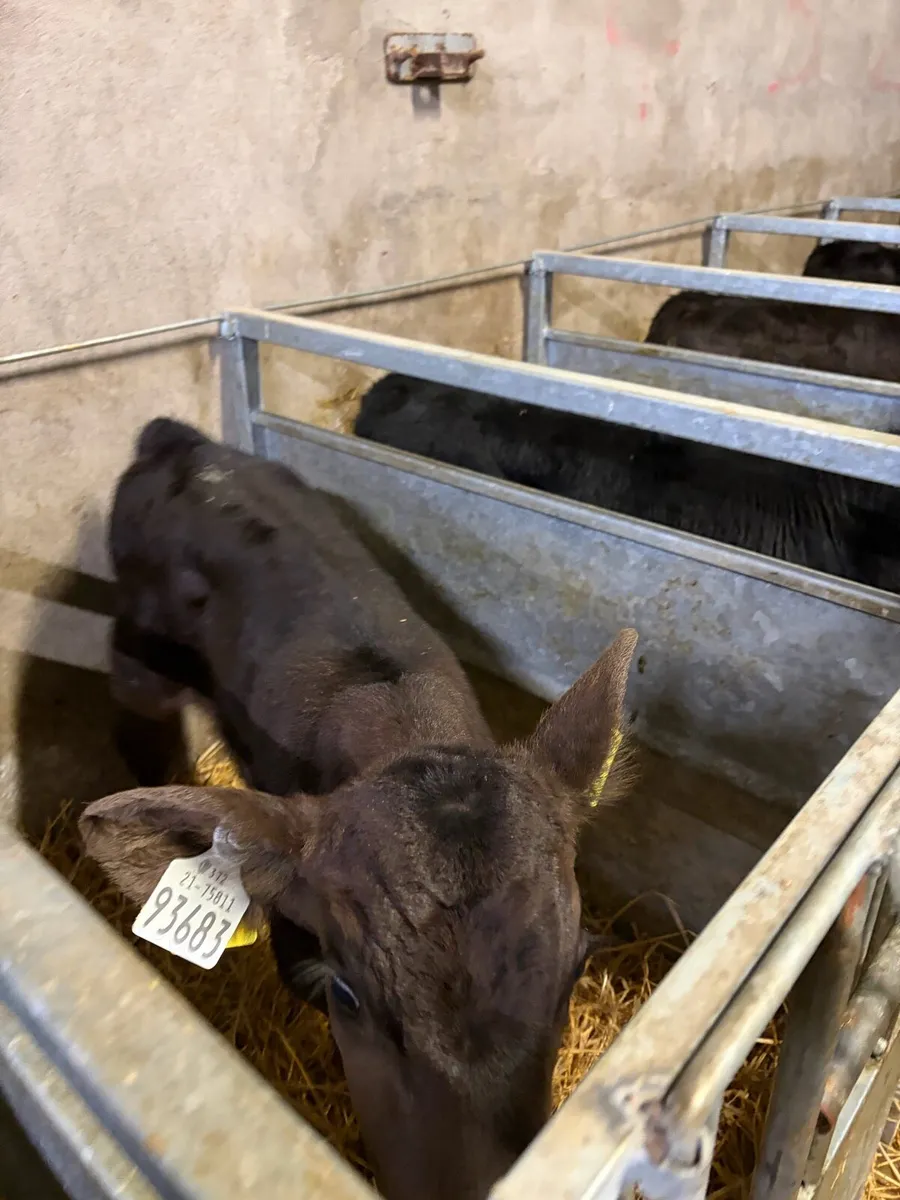 Aberdeen Angus Calves - Image 2