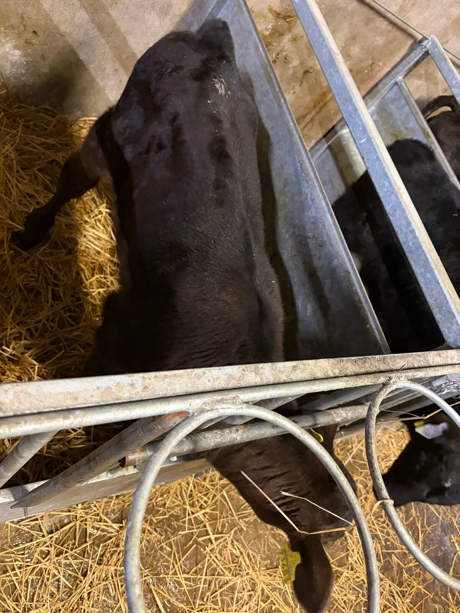 Aberdeen Angus Calves - Image 3