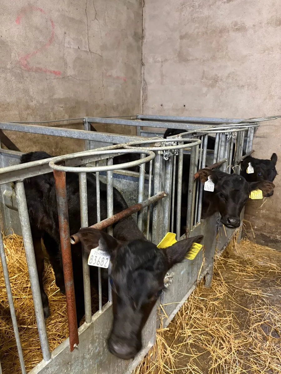 Aberdeen Angus Calves - Image 4