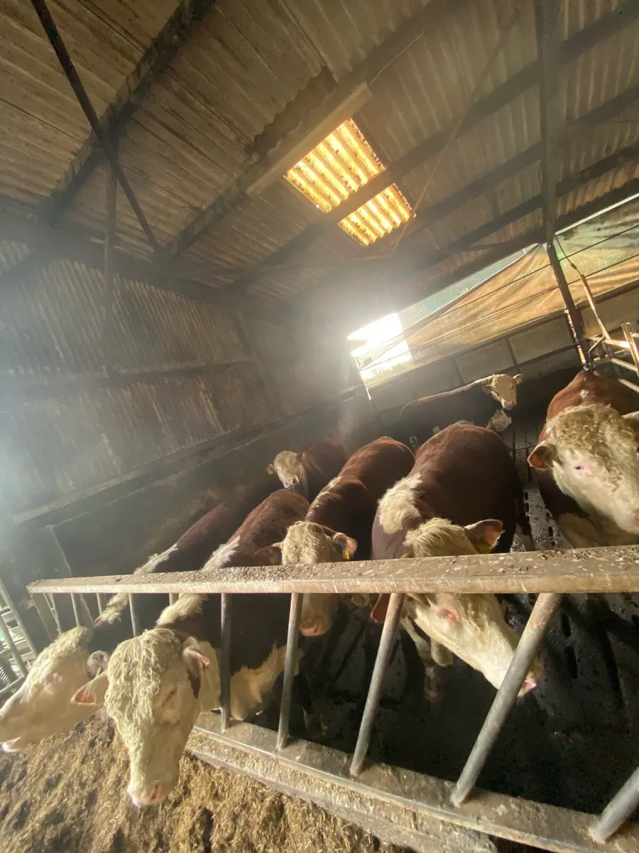 Hereford bulls - Image 1