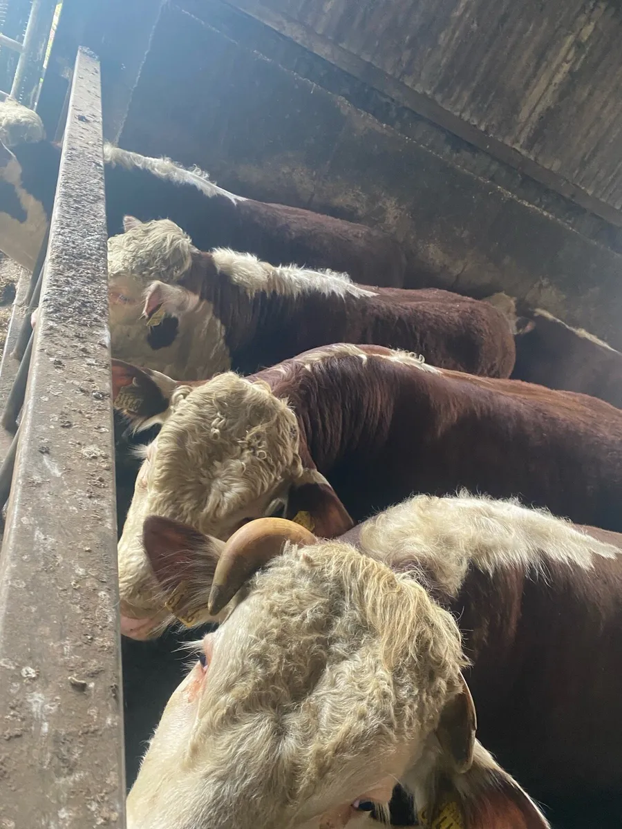 Hereford bulls - Image 2