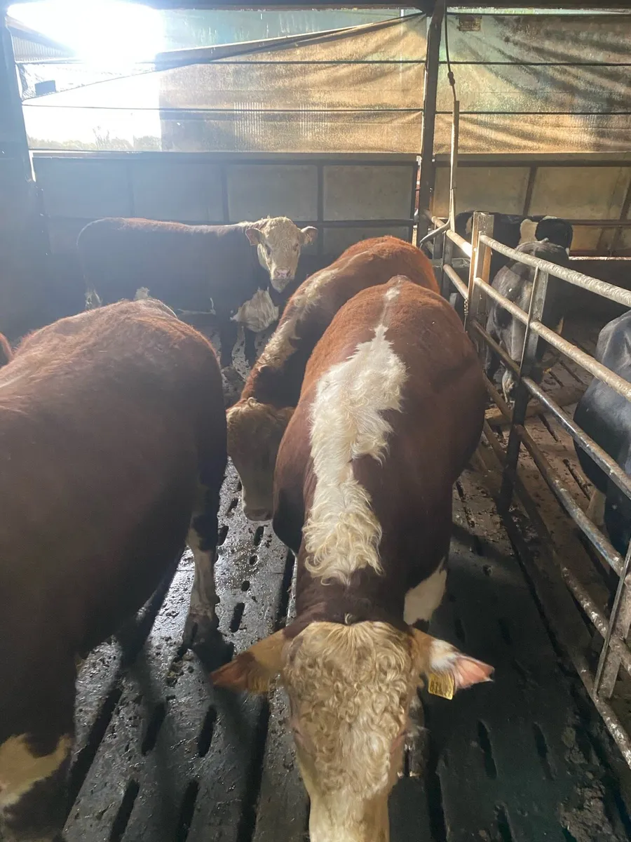 Hereford bulls - Image 3