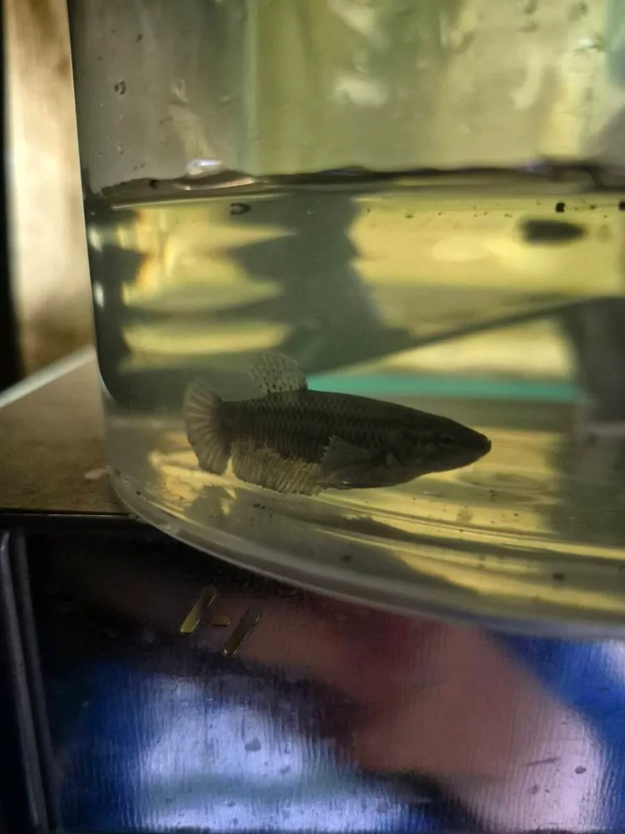 Fish tank with fish and accessories - Image 4
