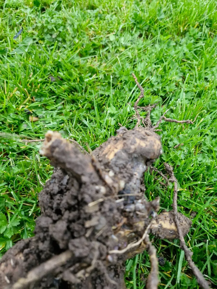 Flower bulbs - Image 1