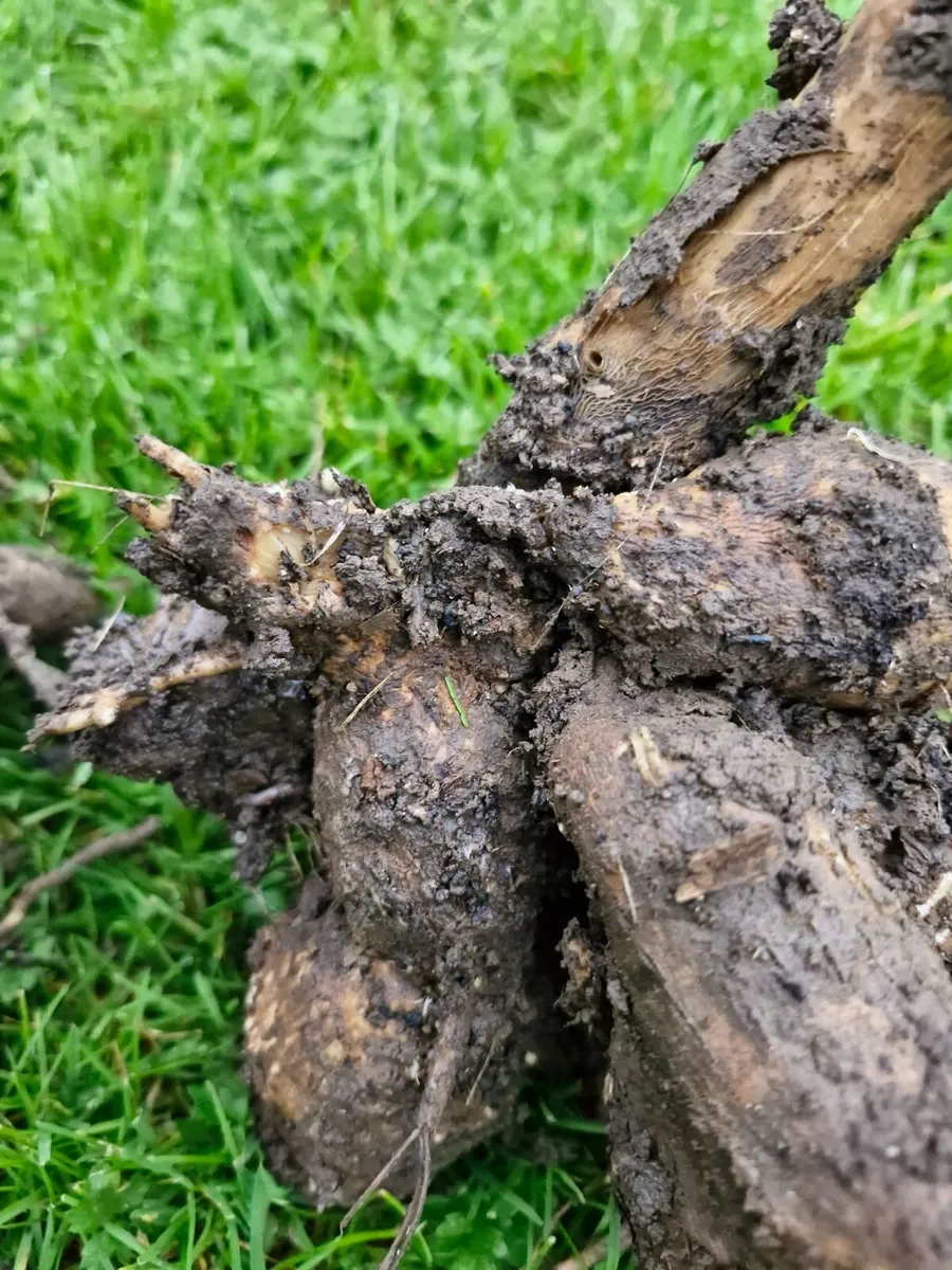 Flower bulbs - Image 3