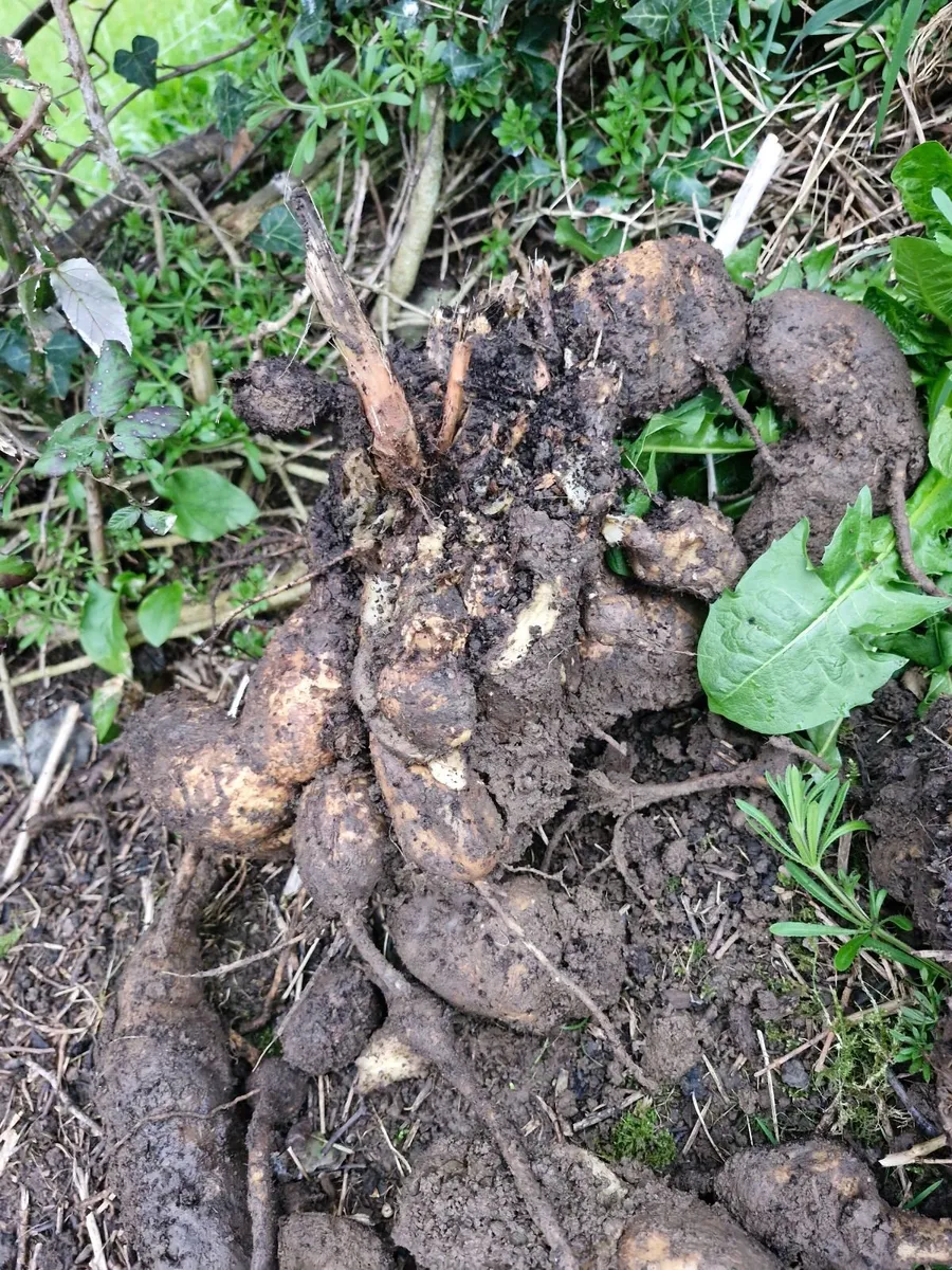 Flower bulbs - Image 2