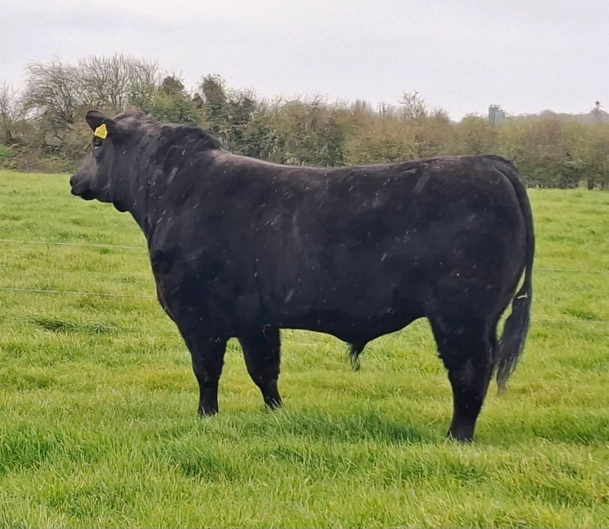 AA Pedigree Mans Bull - Image 1