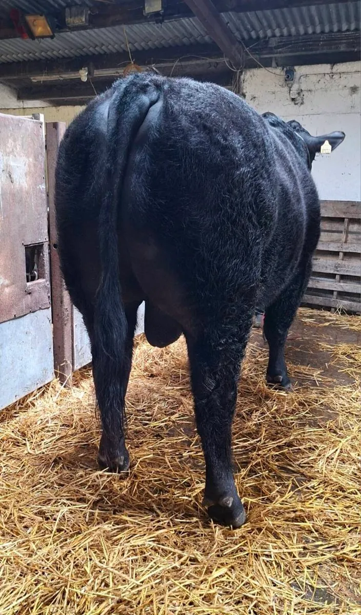 AA Pedigree Mans Bull - Image 2