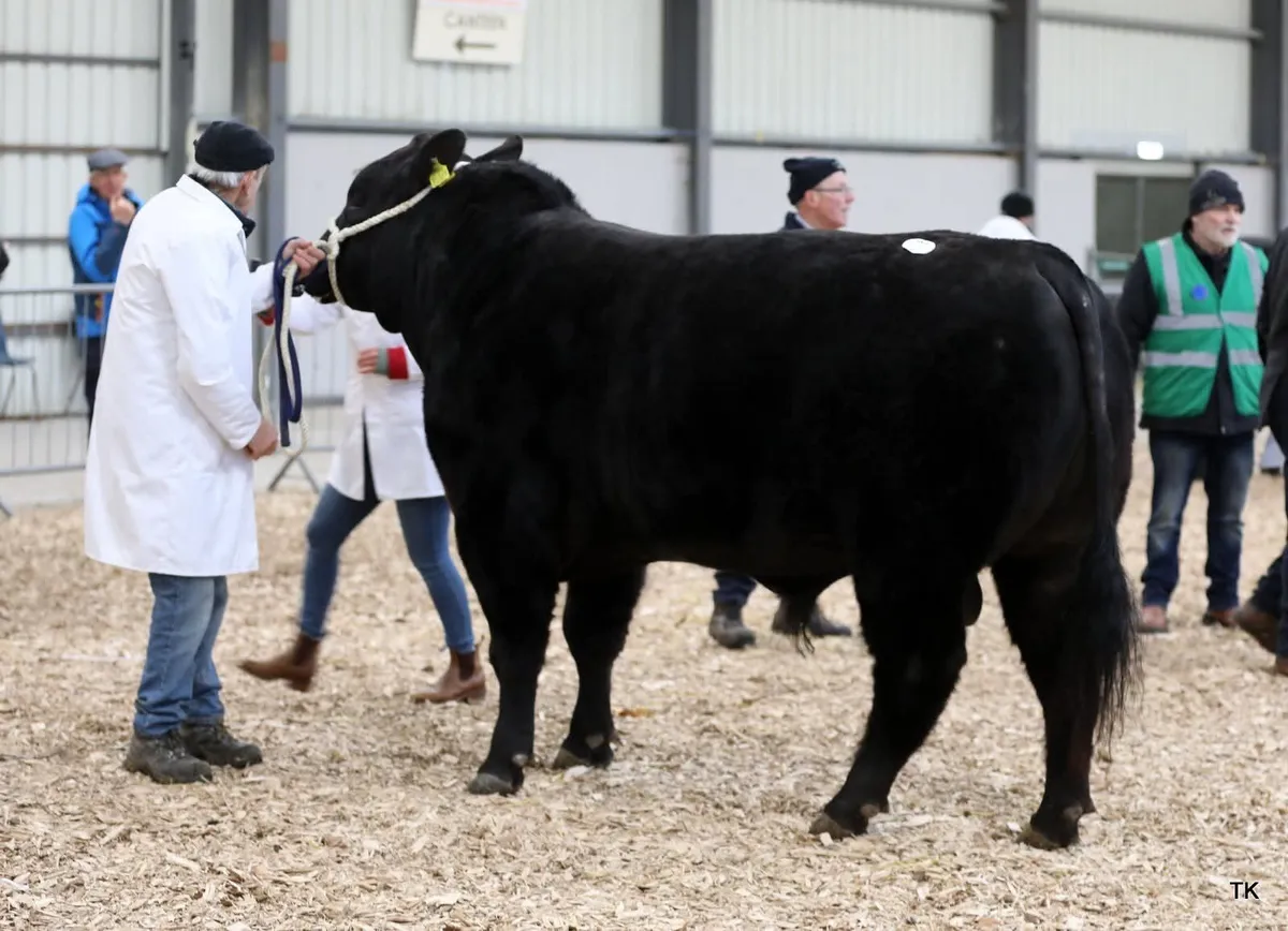 AA Pedigree Mans Bull - Image 3