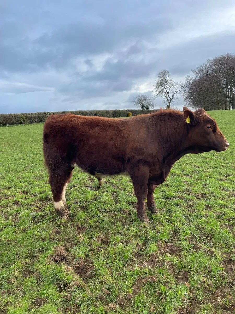 Shorthorn pedigree bull - Image 2