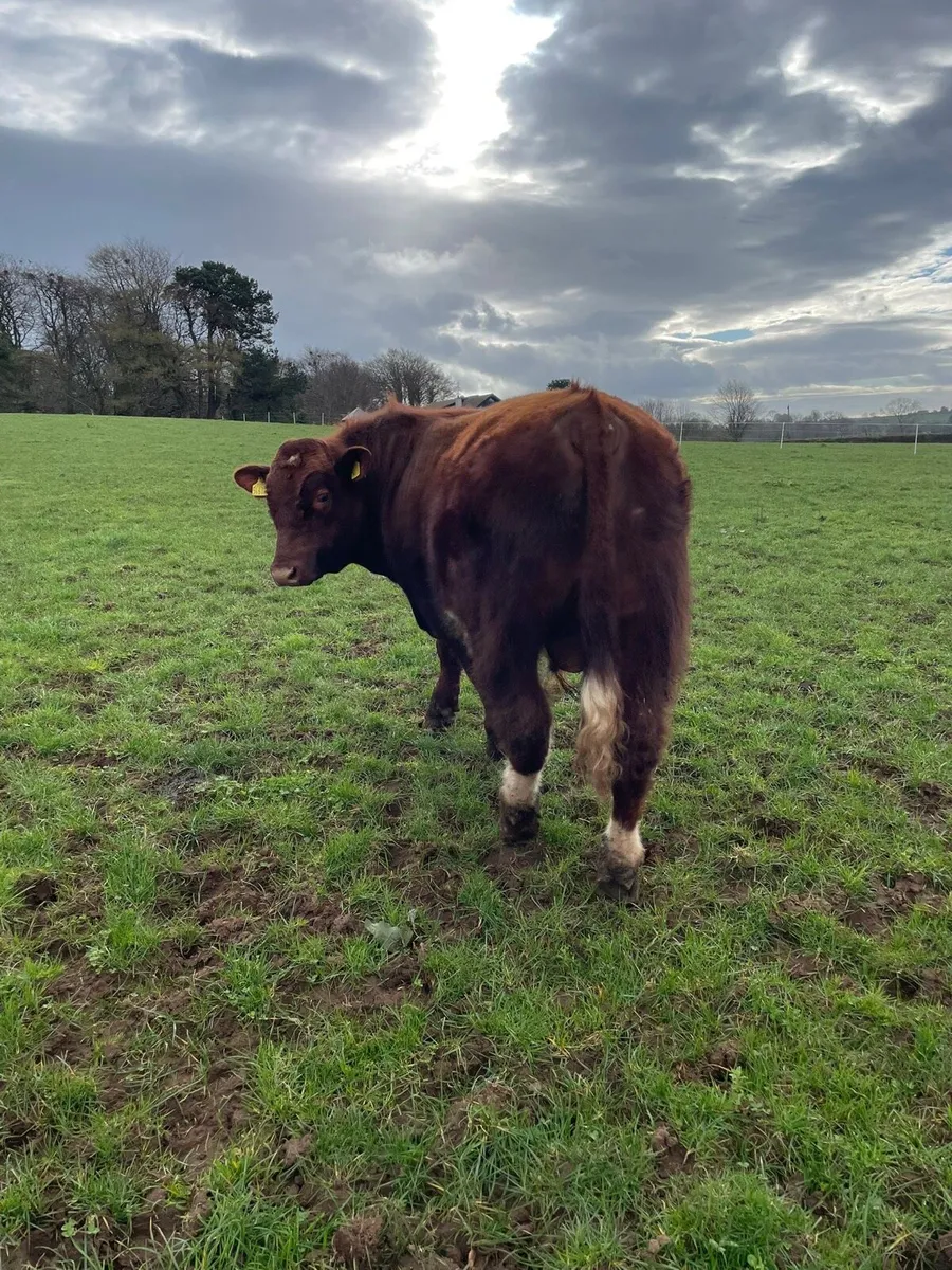 Shorthorn pedigree bull - Image 3
