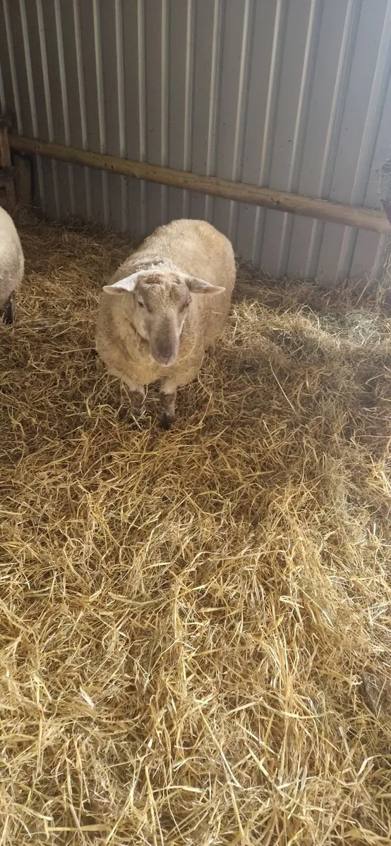 Ram sheep - Image 1