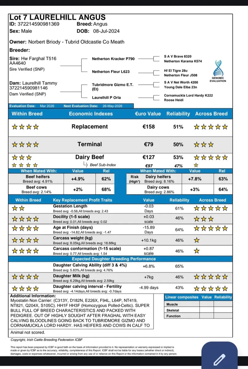 AA Pedigree Mans Bull - Image 4