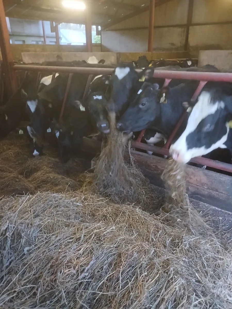 British Friesian heifers in calf - Image 1