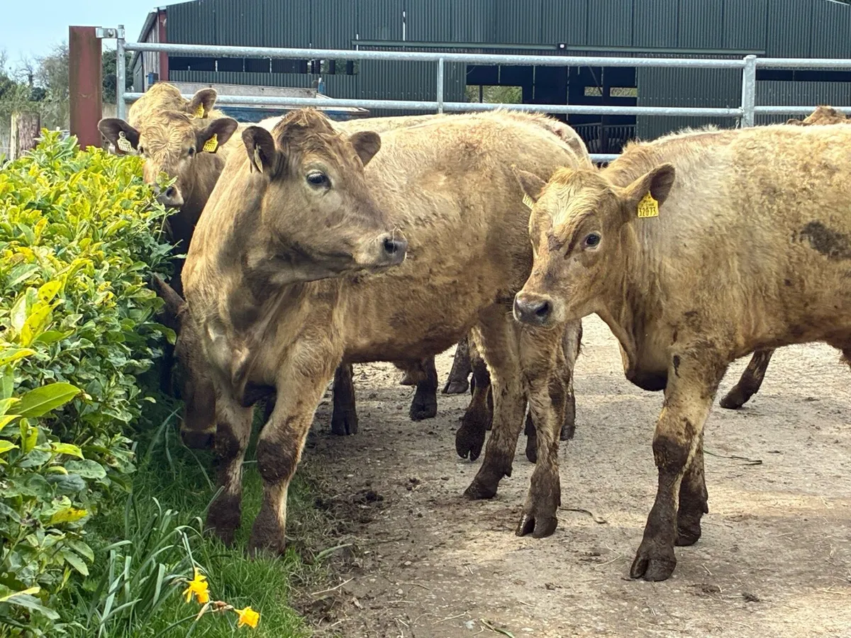 10 Charlaois bullocks out all winter - Image 1