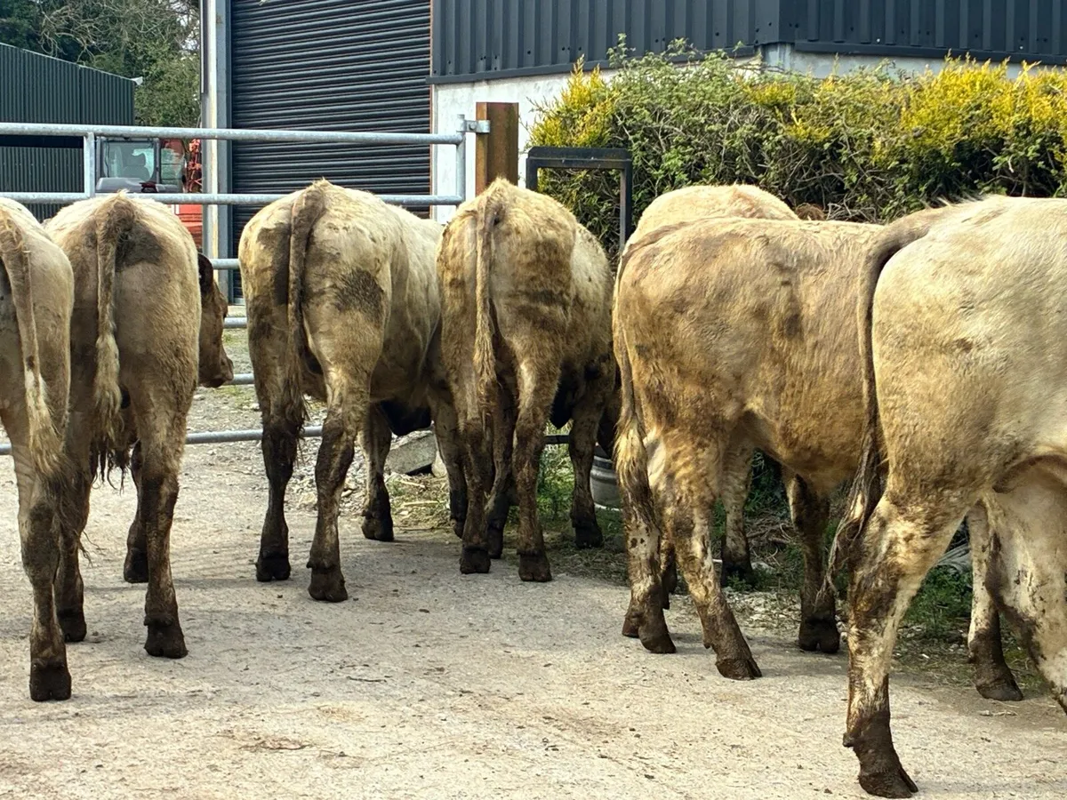 10 Charlaois bullocks out all winter - Image 2