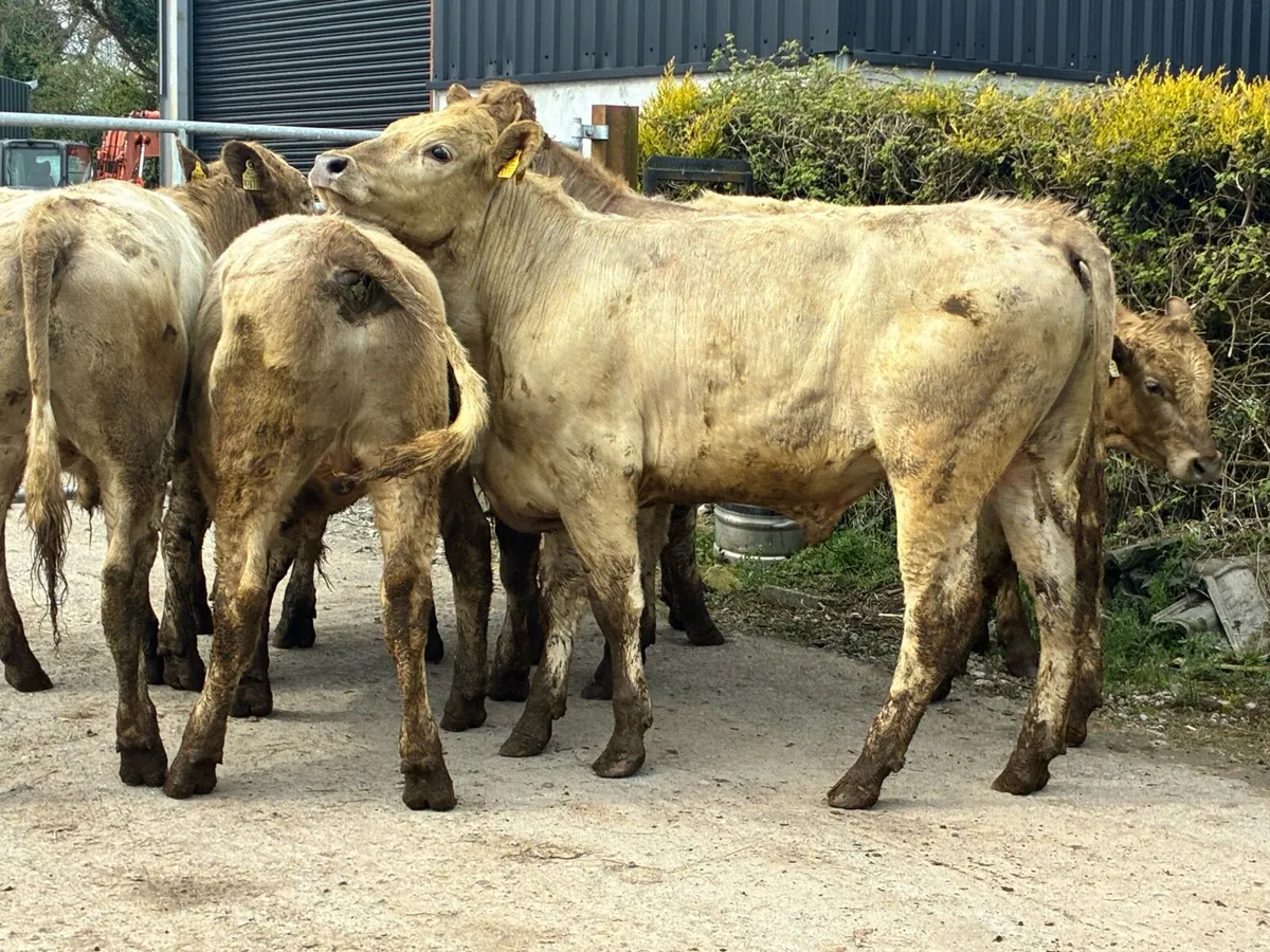 10 Charlaois bullocks out all winter - Image 3