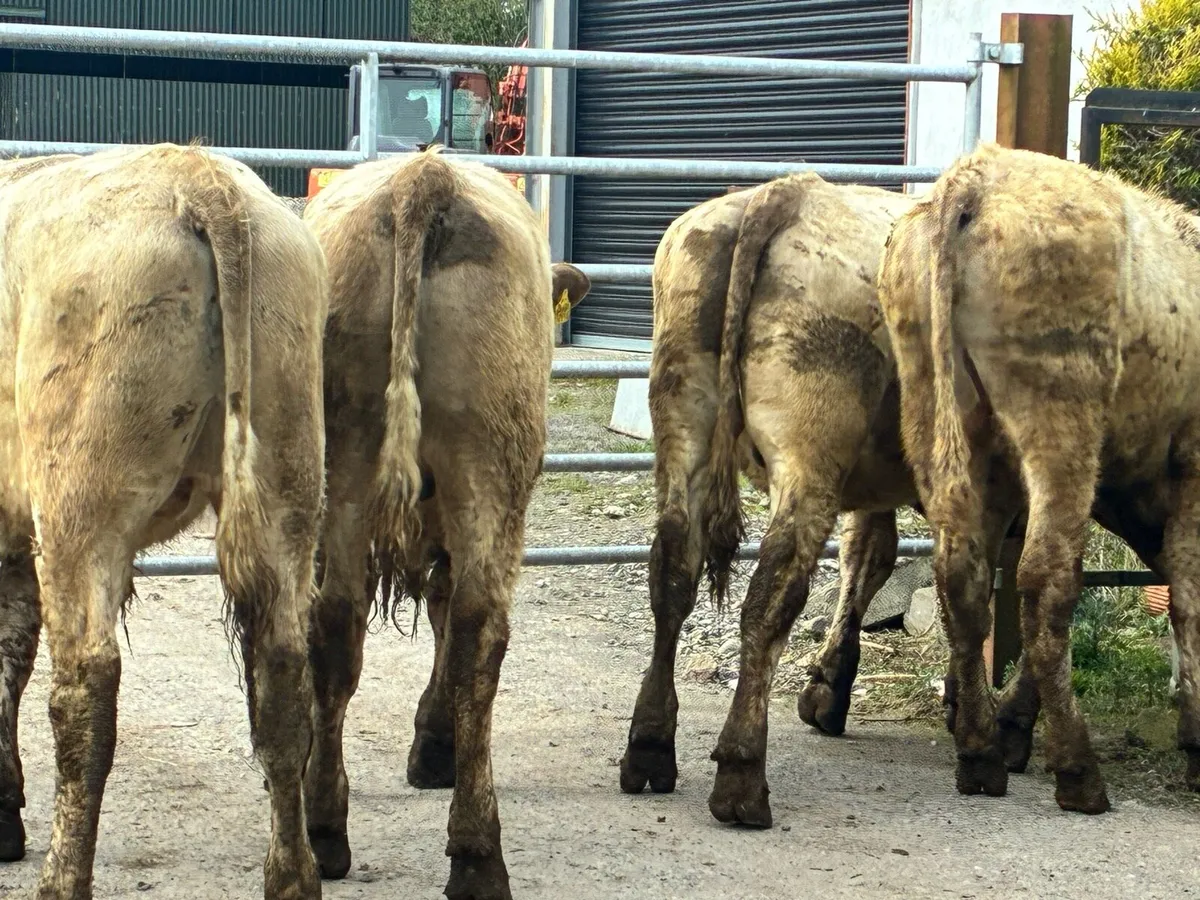 10 Charlaois bullocks out all winter - Image 4