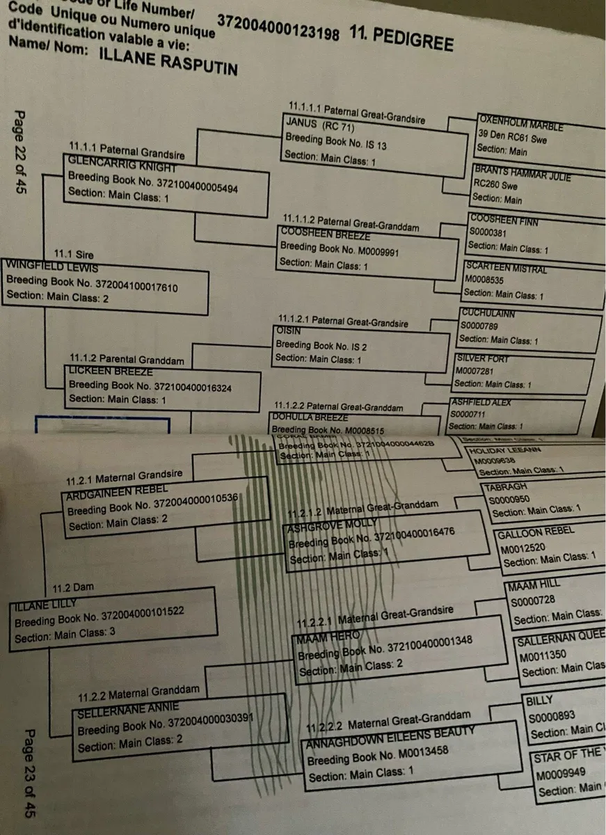 Big Smart Connemara Gelding - Image 4