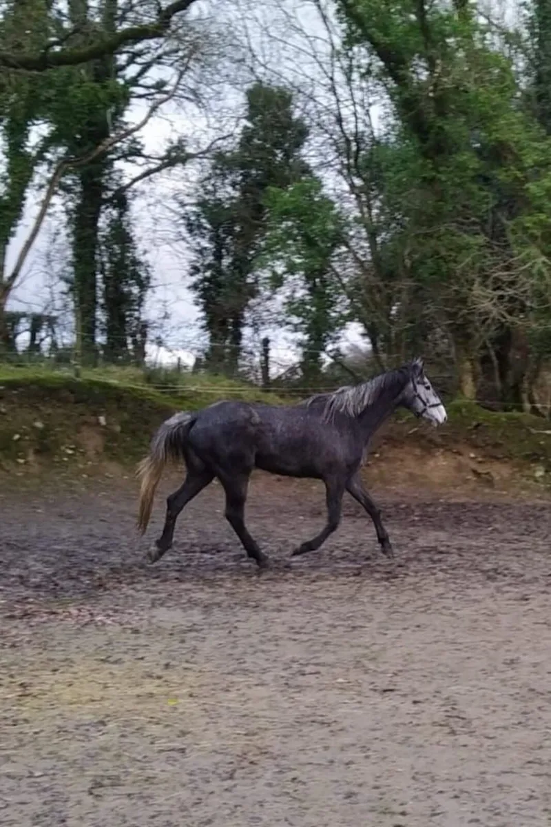 2 well bred mares - Image 1