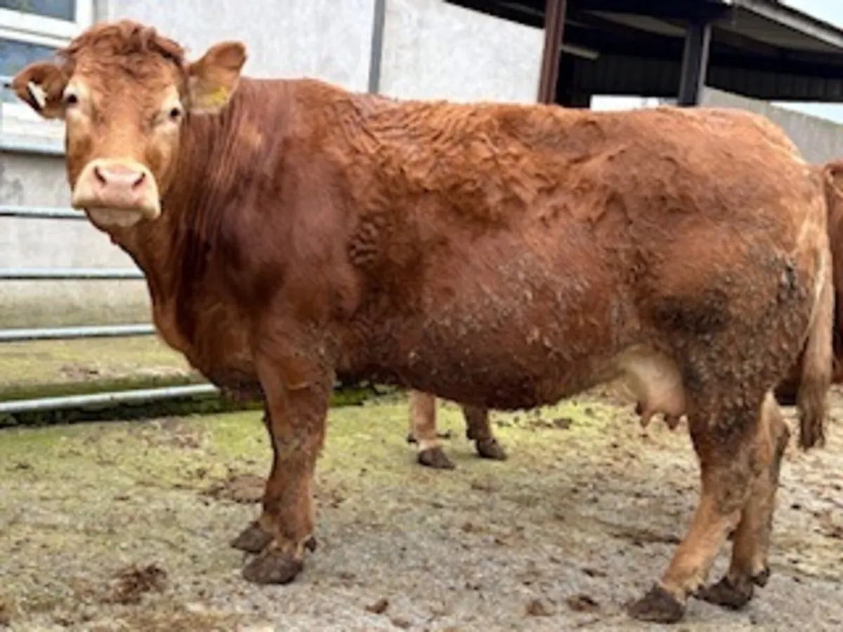 Beef cattle - Image 1