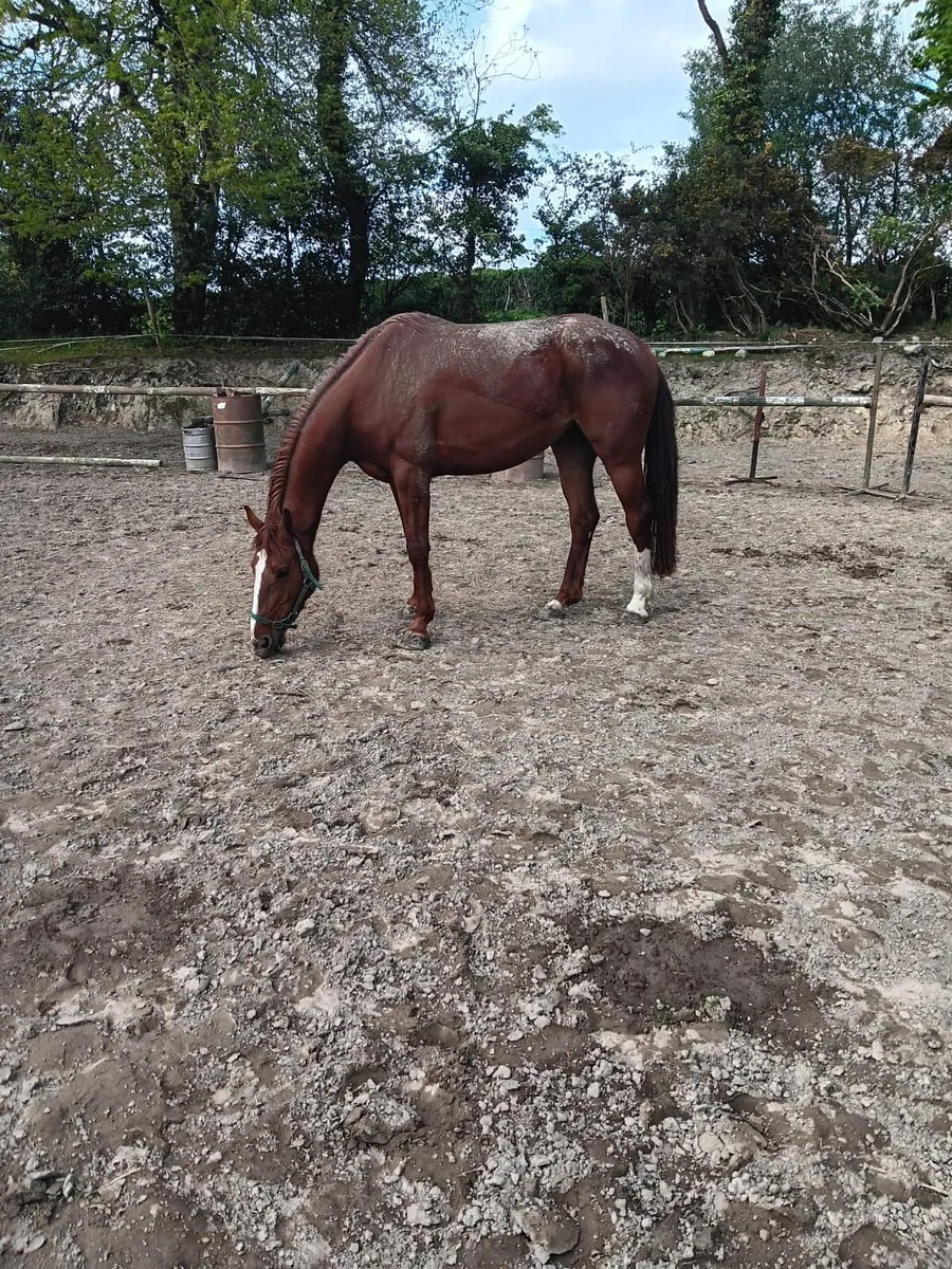 2 well bred mares - Image 2