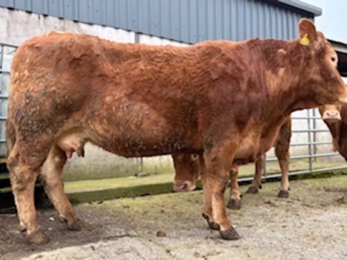 Beef cattle - Image 2