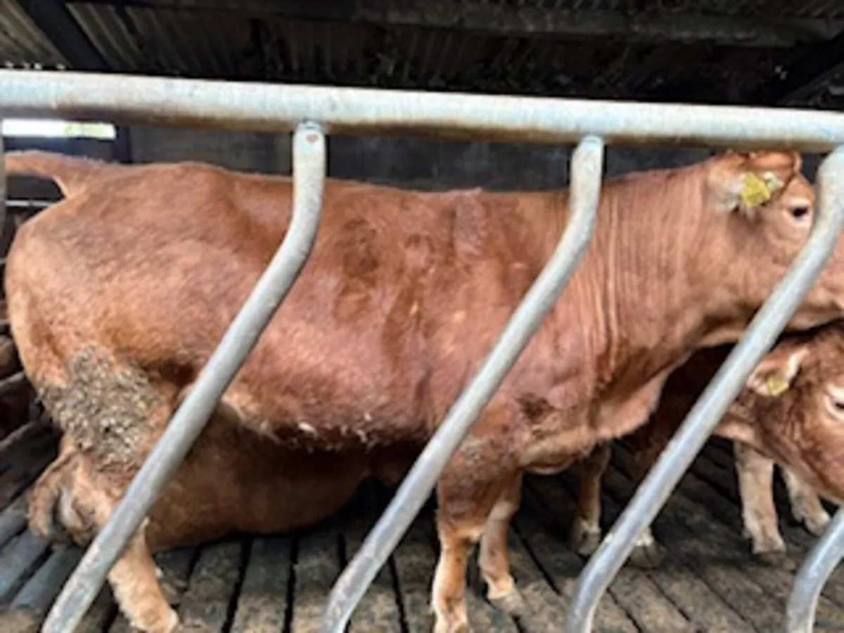 Beef cattle - Image 3