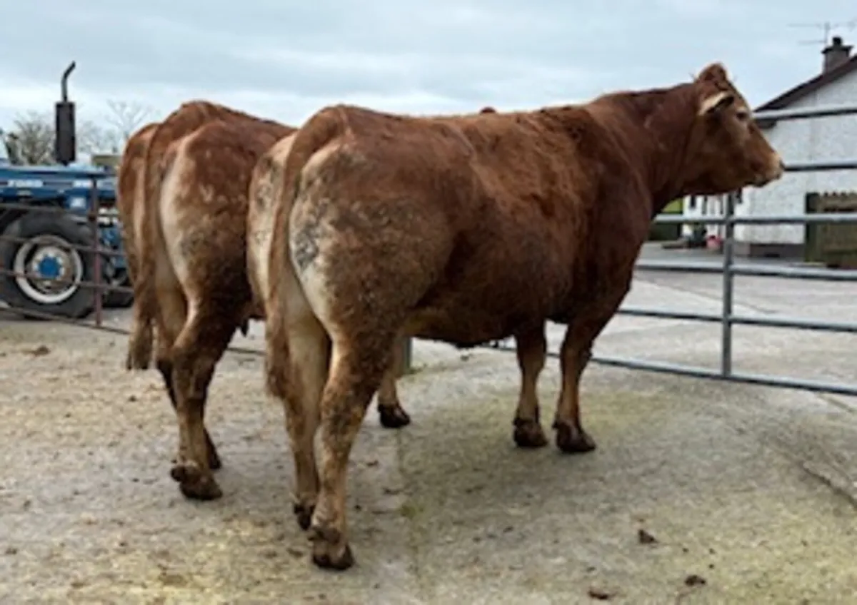 Beef cattle - Image 4