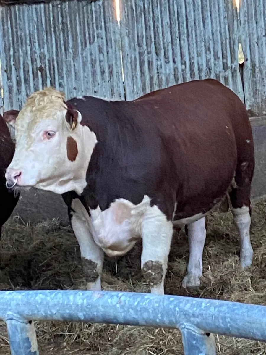 Pbr Hereford bulls - Image 2
