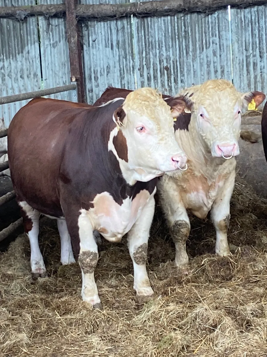 Pbr Hereford bulls - Image 1