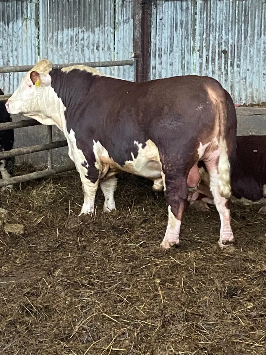 Pbr Hereford bulls - Image 3
