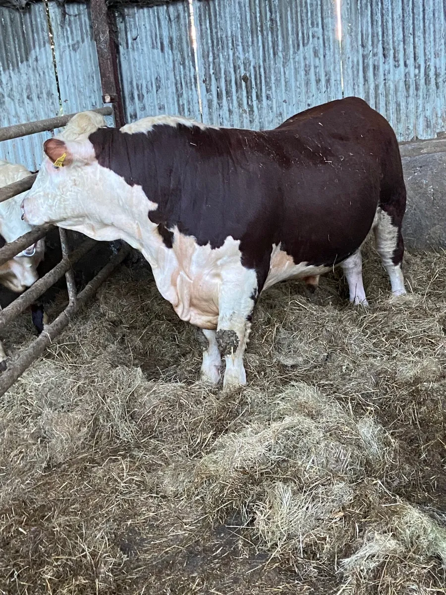 Pbr Hereford bulls - Image 4