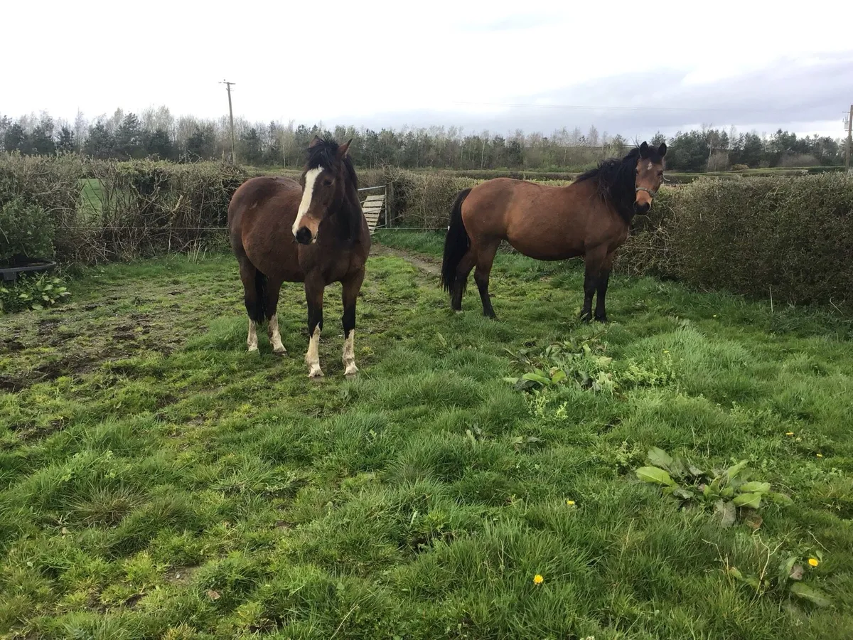 Two Brood Mares in foal for Sale & Horse Box - Image 1