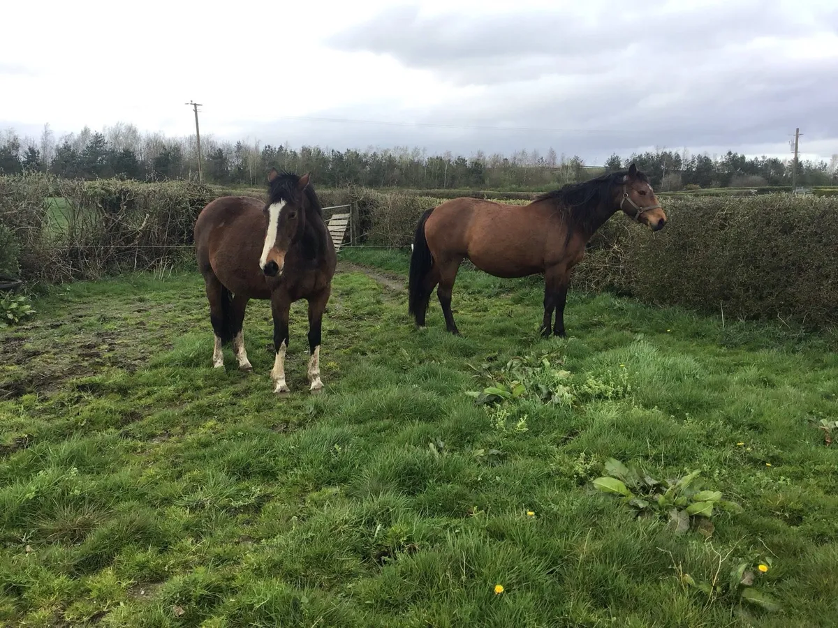 Two Brood Mares in foal for Sale & Horse Box - Image 2