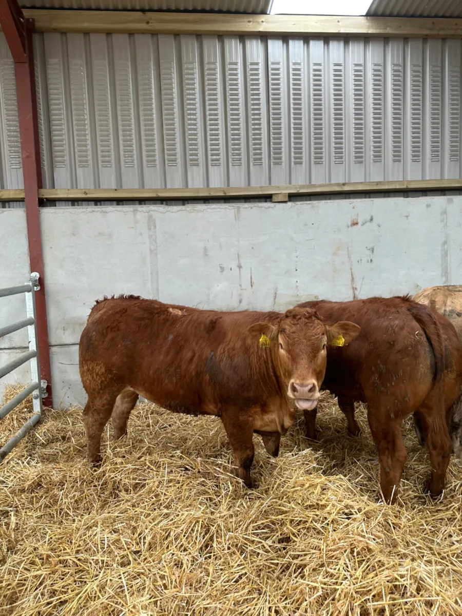 Charolais and lim heifers - Image 3
