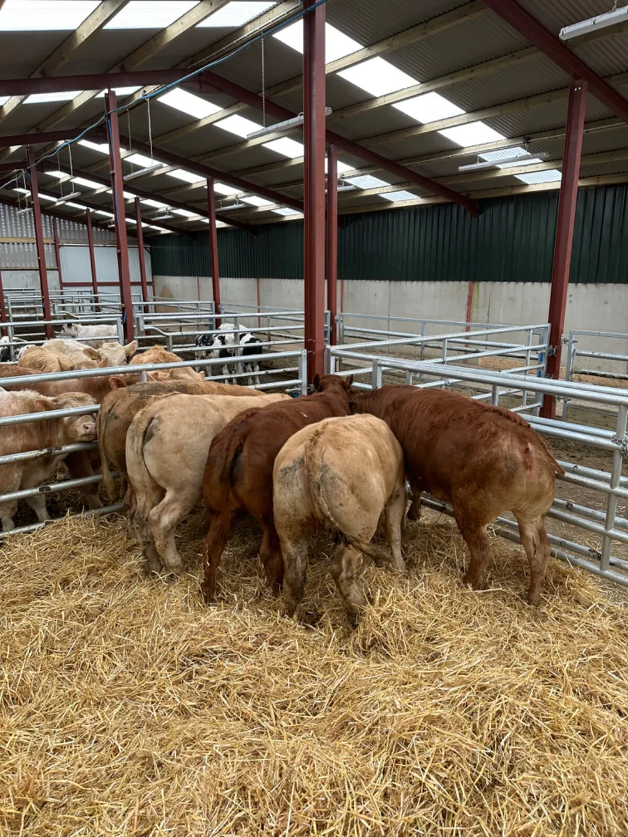 Charolais and lim heifers - Image 4