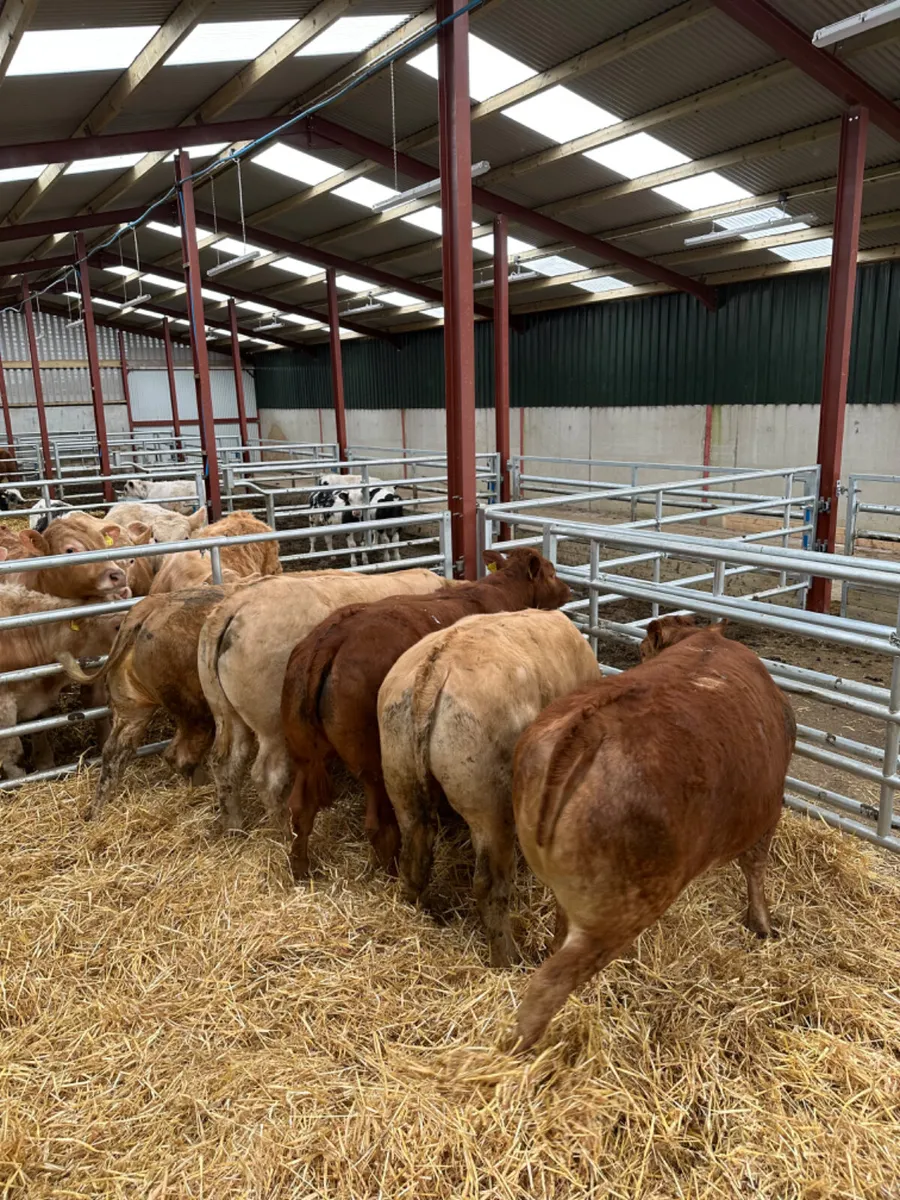Charolais and lim heifers - Image 2