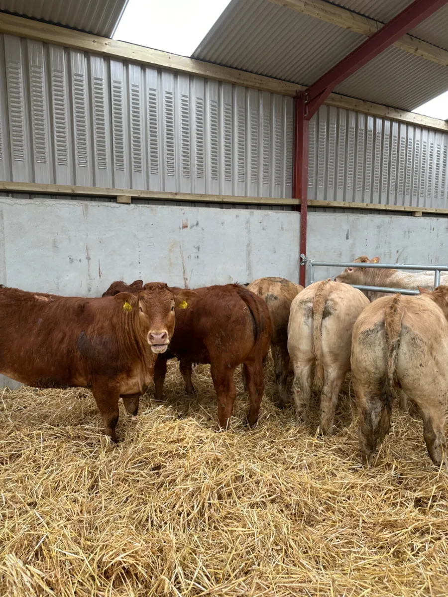 Charolais and lim heifers - Image 1