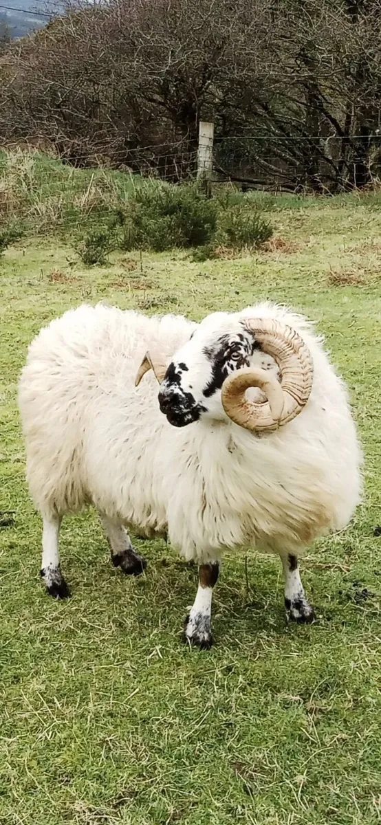 Dingle Scotch Ram - Image 1