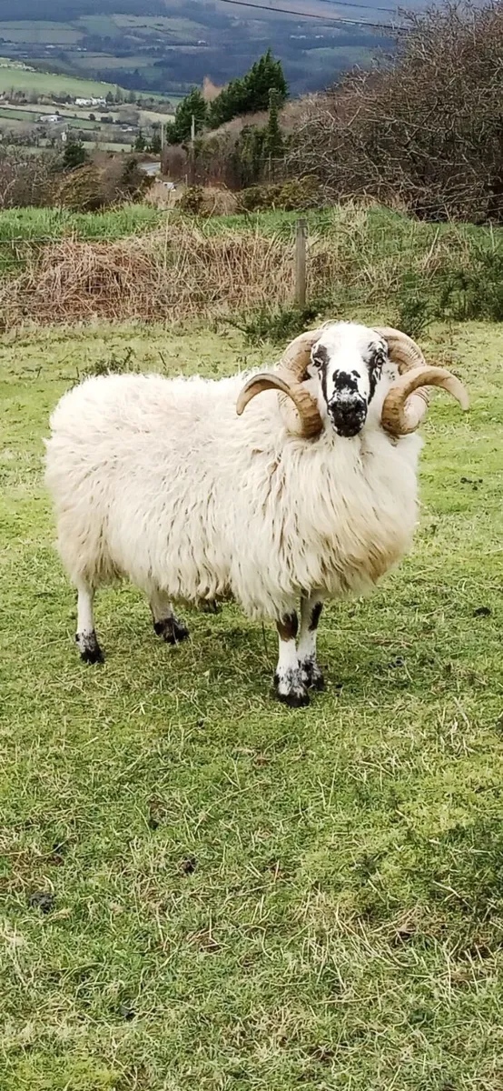 Dingle Scotch Ram - Image 2
