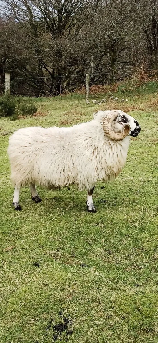 Dingle Scotch Ram - Image 3
