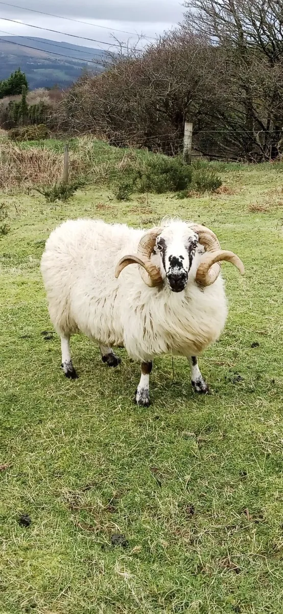 Dingle Scotch Ram - Image 4