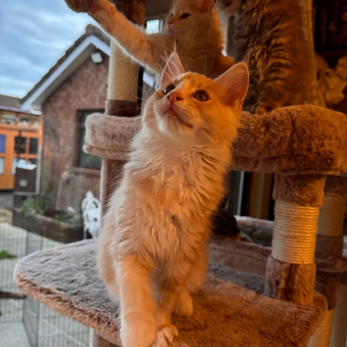 Maine coon kittens - Image 1