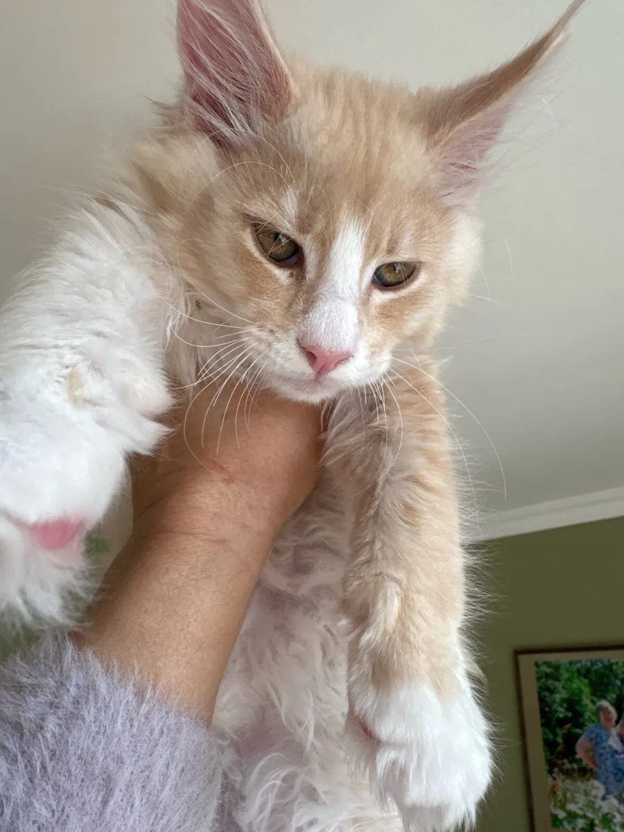 Maine coon kittens - Image 2