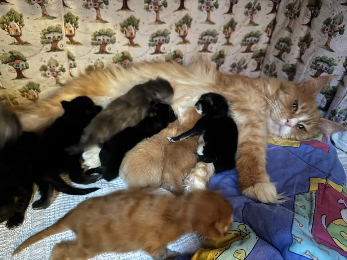 Maine coon kittens - Image 4