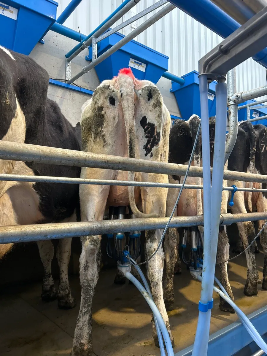 Milking cows - Image 2