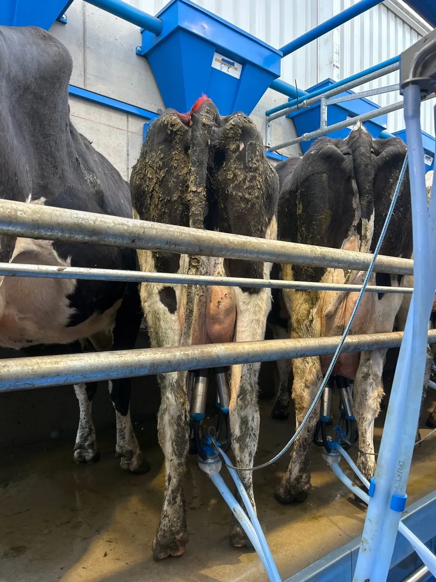 Milking cows - Image 3