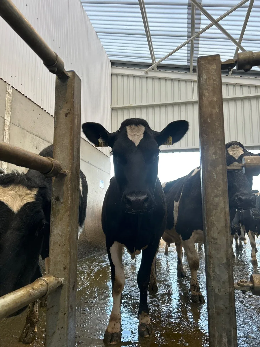 Milking cows - Image 1